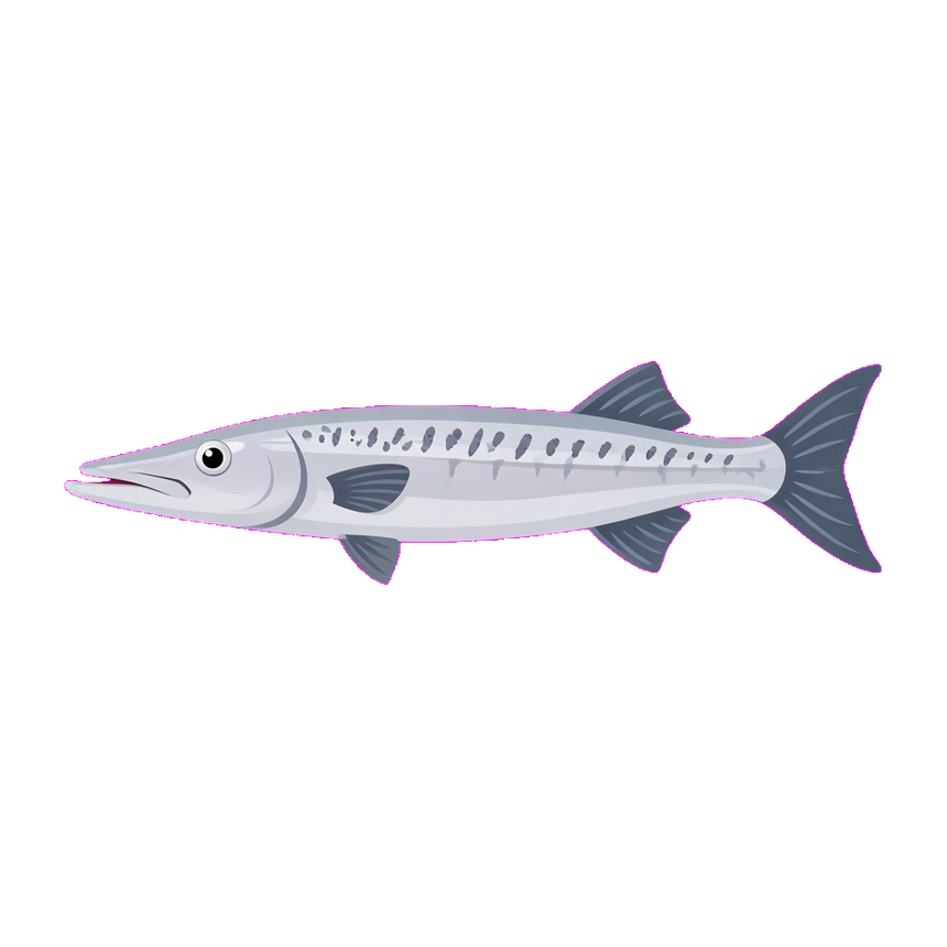 Barracuda
