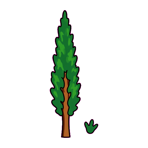 Cypress