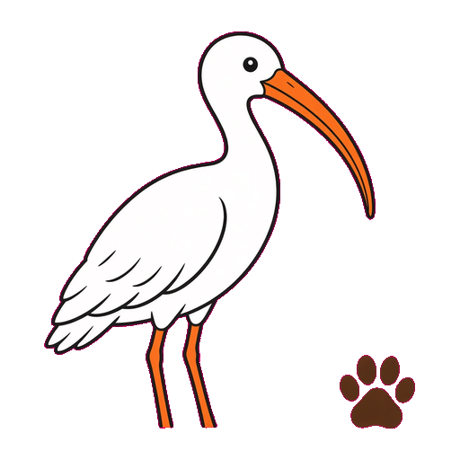 Ibis