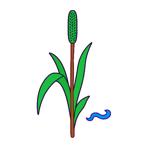 Reed