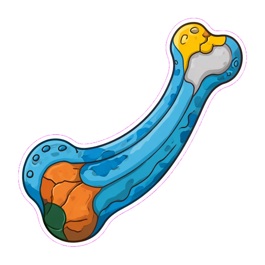Rib
