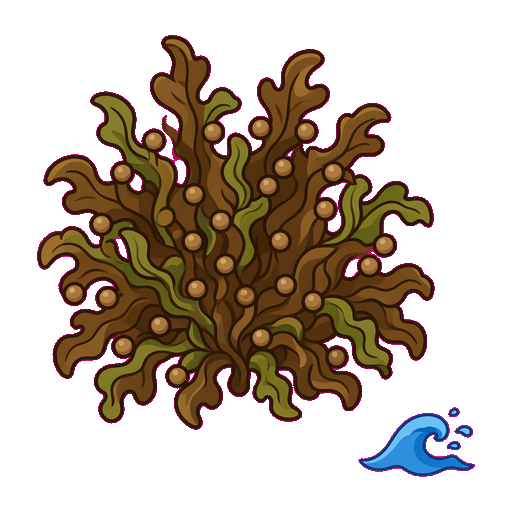 Sargassum